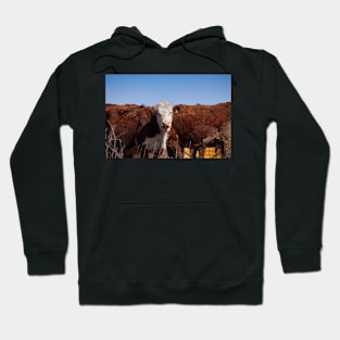 Cow Wall Hoodie